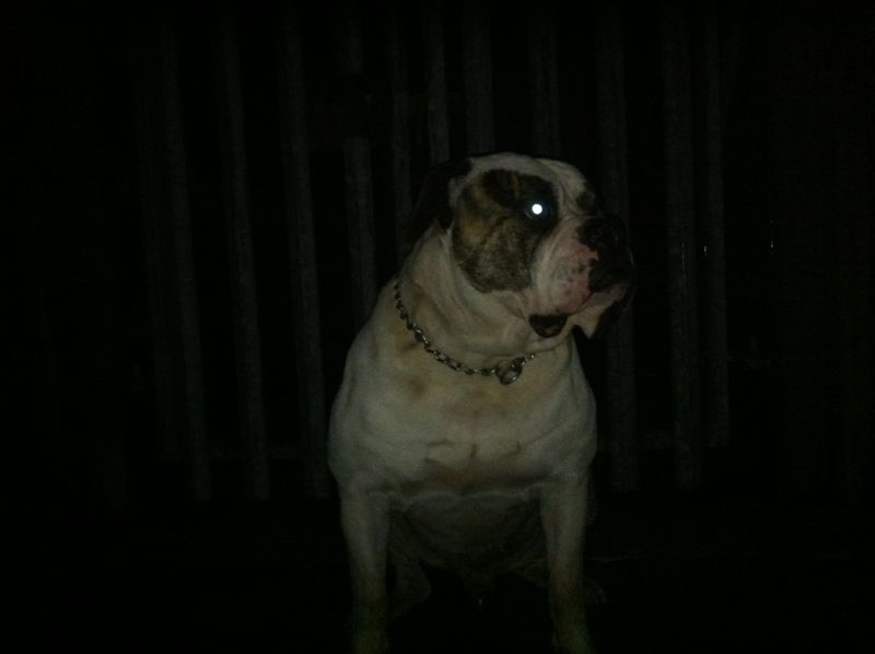 BIG AMERICAN BULLDOGS